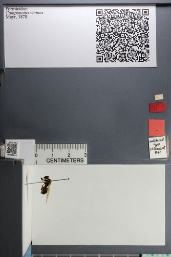 Media type: image;   Entomology 568810